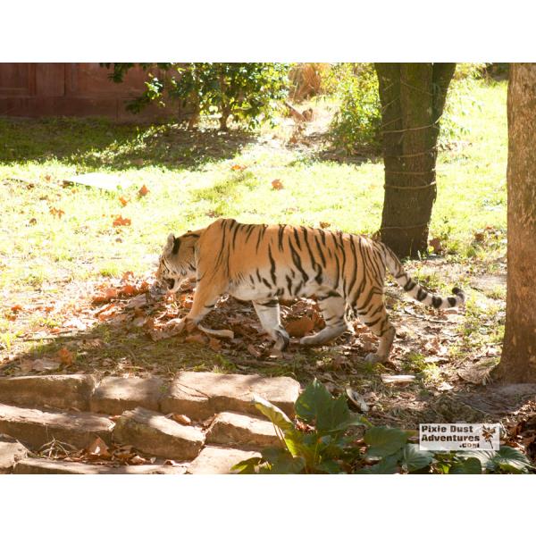 Maharajah-jungle-trek-tiger